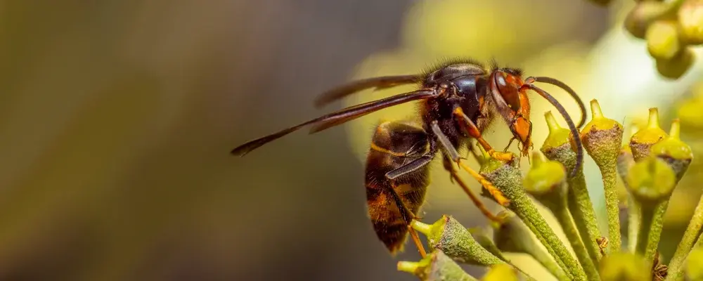 Great Golden Digger Wasps