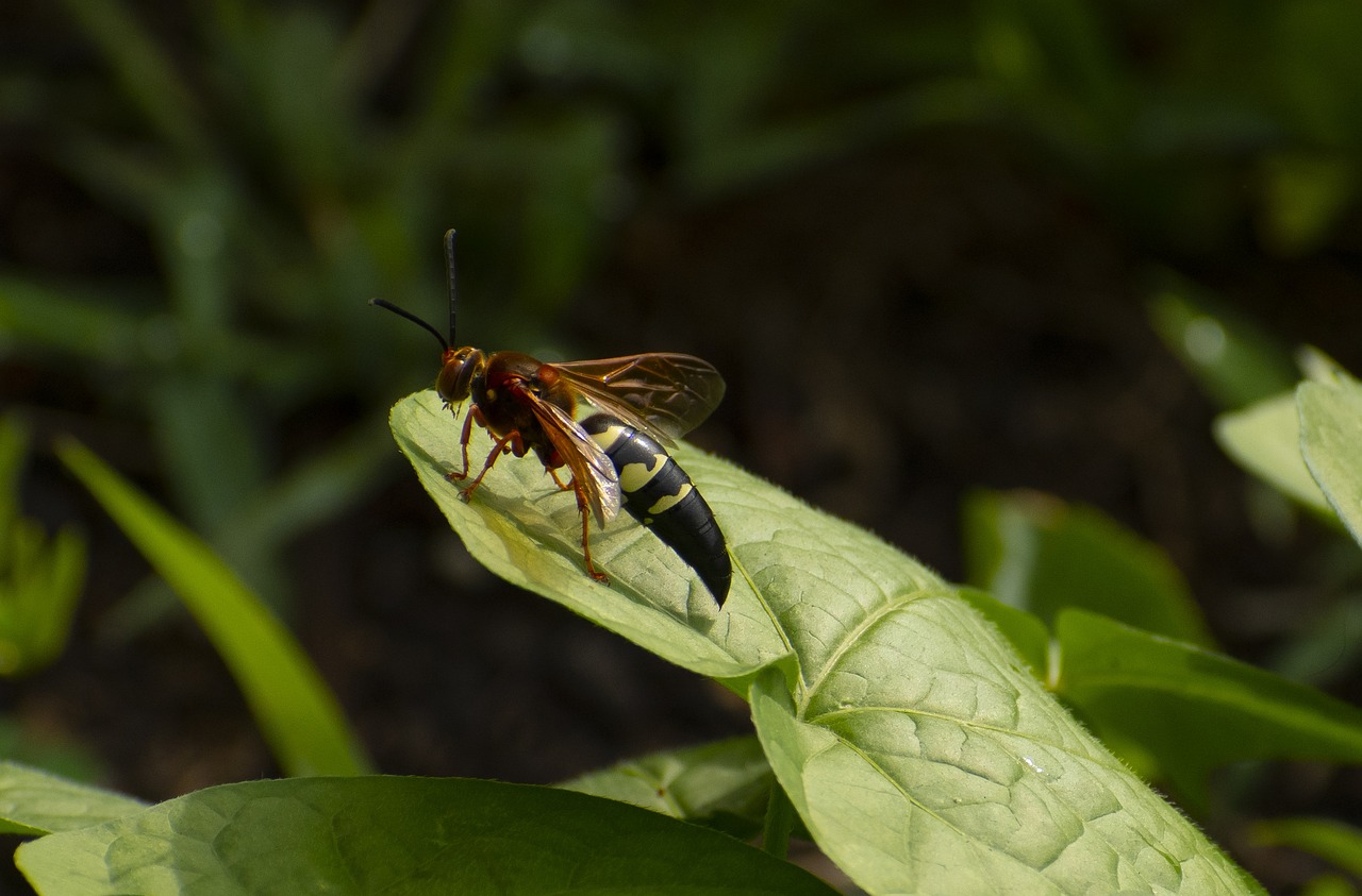 Cicada Killer Wasp