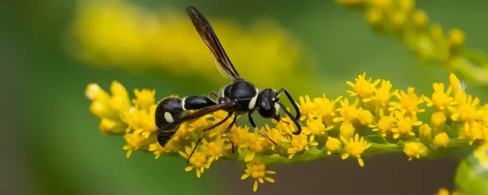 Potter Wasp