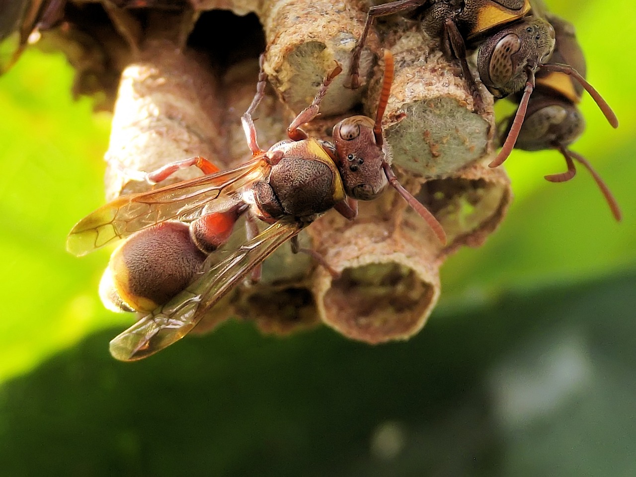 Paper Wasps