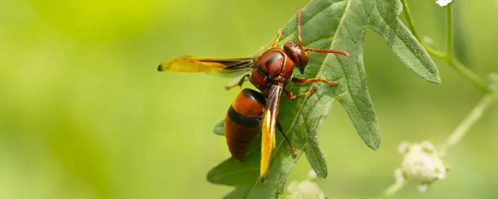 Red Paper Wasp