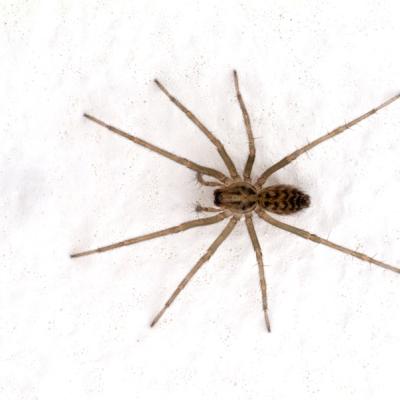 house spider