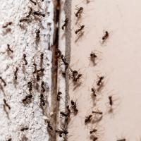 ants on a wall