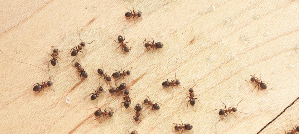 ants on a wood floor