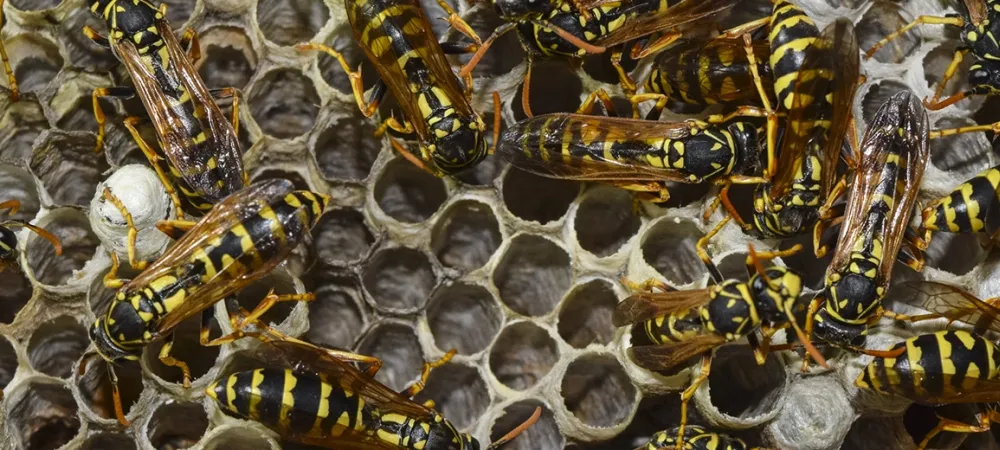 wasps