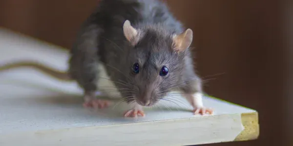 mouse in a kitchen